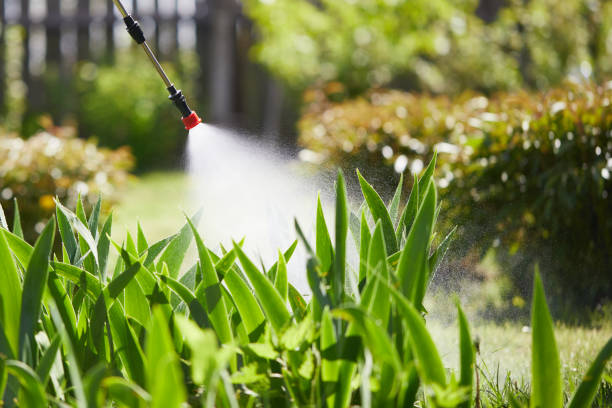 24/7 Emergency Termite Control experts in Hamilton, MT
