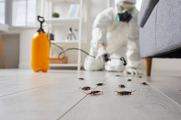 Affordable Termite Control solutions in Hamilton, MT